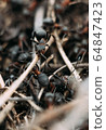 Ant army and society, teamwork. Red ant Formica rufa moving in anthill, social insects, labour division. Marco, many insects as ant background. 64847423
