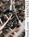 Ant army and society, teamwork. Red ant Formica rufa moving in anthill, social insects, labour division. Marco, many insects as ant background. 64847425