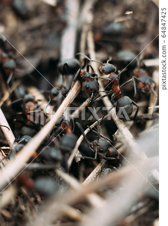 Ant army and society, teamwork. Red ant Formica rufa moving in anthill, social insects, labour division. Marco, many insects as ant background. Ant army and society, teamwork. Red ant Formica rufa moving in anthill, social insects, labour division. Marco, many insects as ant background. 64847425