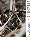 Close up view onto big forest fire ants that working, running building the anthill. Three ants in center of photo are communicating to each other with touch 64847427