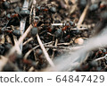 Ant army and society, teamwork. Red ant Formica rufa moving in anthill, social insects, labour division. Marco, many insects as ant background. 64847429