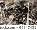 Lots of ants in an anthill. In total chaos, ants run in an anthill. macro shoot. 64847431