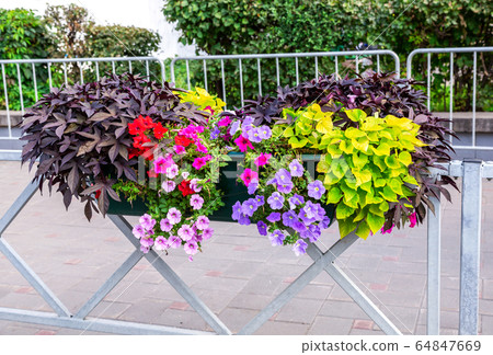 Decorative flowers on the fence at the city street 64847669