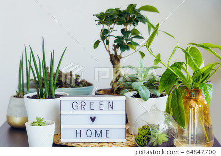Composition of various green air plants, bonsai Composition of various green air plants, bonsai 64847700