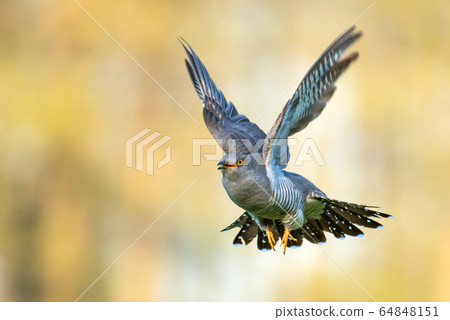Common cuckoo (Cuculus canorus) Common cuckoo (Cuculus canorus) 64848151