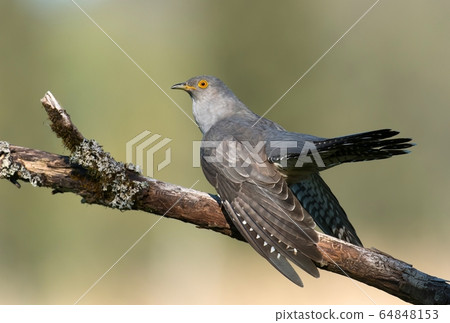Common cuckoo (Cuculus canorus) Common cuckoo (Cuculus canorus) 64848153