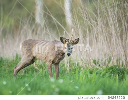 roe deer roe deer 64848220