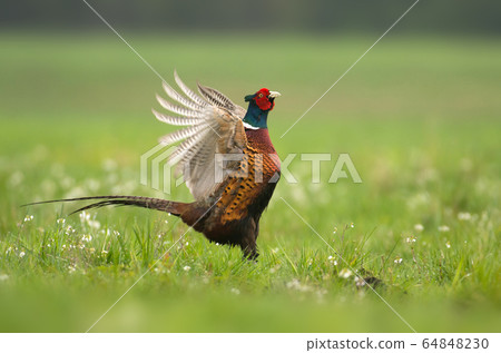 Ringneck Pheasant (Phasianus colchicus) 64848230