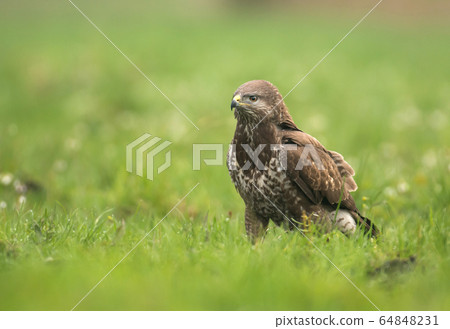 Common buzzard Common buzzard 64848231