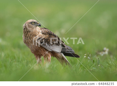 Marsh harrier (Circus aeruginosus) in spring 64848235