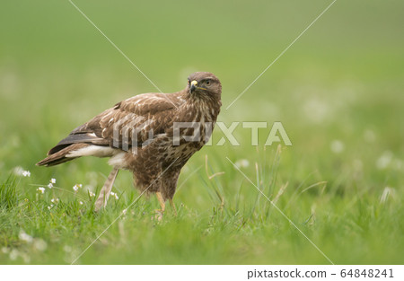 Common buzzard Common buzzard 64848241