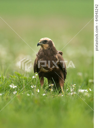 Marsh harrier (Circus aeruginosus) in spring Marsh harrier (Circus aeruginosus) in spring 64848242