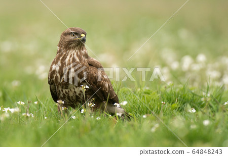 Common buzzard 64848243