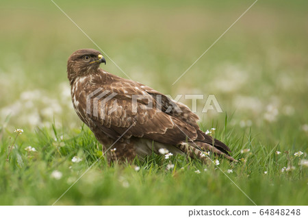 Common buzzard Common buzzard 64848248