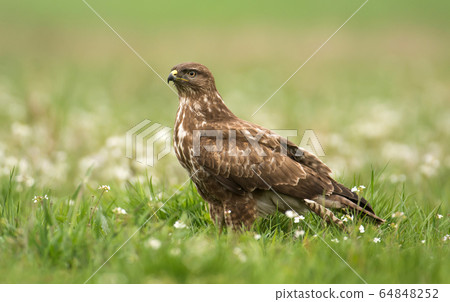 Common buzzard Common buzzard 64848252