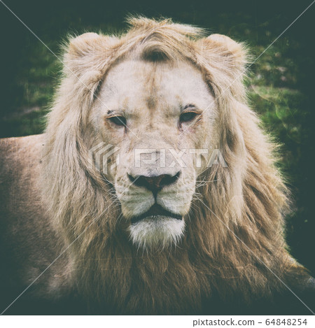 White lion 64848254
