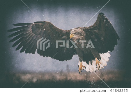 White tailed eagle (Haliaeetus albicilla) in 64848255