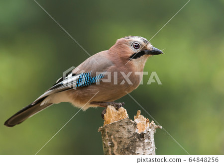 Eurasian jay (Garrulus glandarius) Eurasian jay (Garrulus glandarius) 64848256