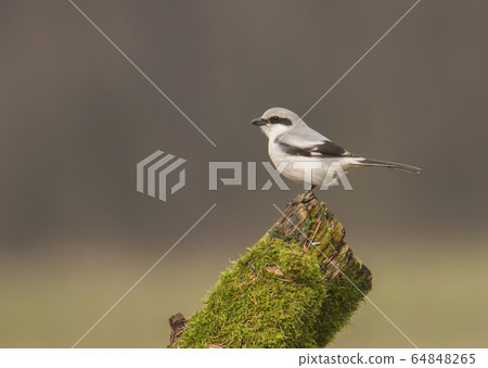 Northern Shrike, a.k.a. the Butcher Bird, Lanius Northern Shrike, a.k.a. the Butcher Bird, Lanius 64848265