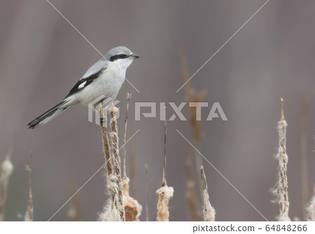 Northern Shrike Northern Shrike 64848266