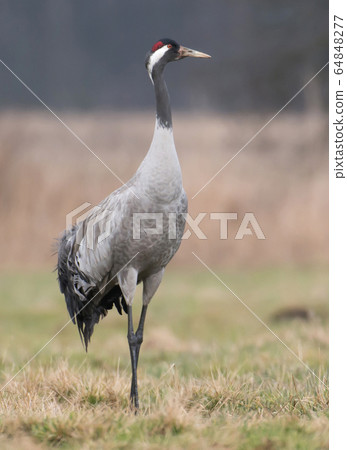 Common crane (Grus grus) Common crane (Grus grus) 64848277