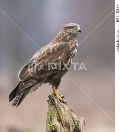 Common buzzard (Buteo buteo) 64848380