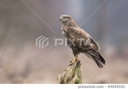 Common buzzard (Buteo buteo) 64848381