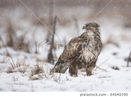 Common buzzard (Buteo buteo) 64848390