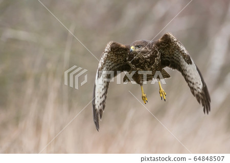 Common buzzard (Buteo buteo) 64848507