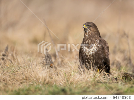 Common buzzard (Buteo buteo) 64848508
