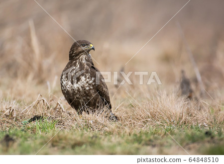 Common buzzard (Buteo buteo) 64848510