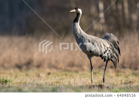 Common crane (Grus grus) Common crane (Grus grus) 64848516