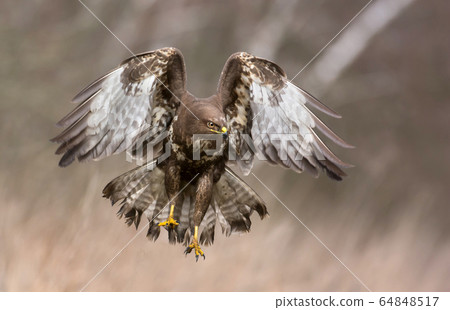 Common buzzard (Buteo buteo) Common buzzard (Buteo buteo) 64848517