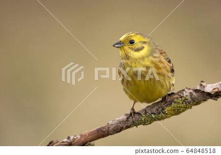 Yellowhammer (Emberiza citrinella) Yellowhammer (Emberiza citrinella) 64848518