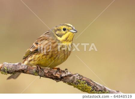 Yellowhammer (Emberiza citrinella) Yellowhammer (Emberiza citrinella) 64848519