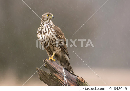 Young northern goshawk (Accipiter gentilis) Young northern goshawk (Accipiter gentilis) 64848649