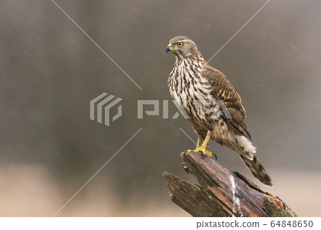 Young northern goshawk (Accipiter gentilis) Young northern goshawk (Accipiter gentilis) 64848650