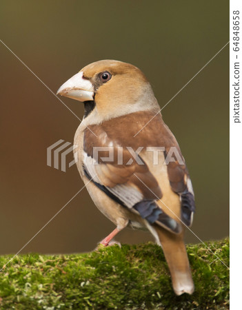 Hawfinch (Coccothraustes coccothraustes) Hawfinch (Coccothraustes coccothraustes) 64848658