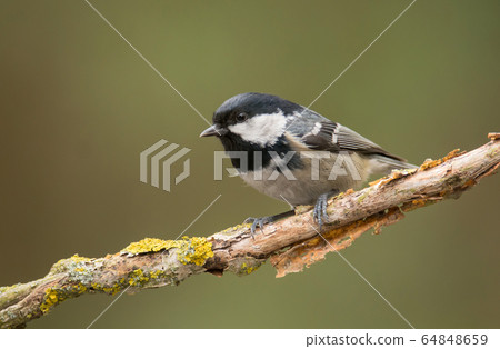 Coal Tit (Periparus ater) 64848659