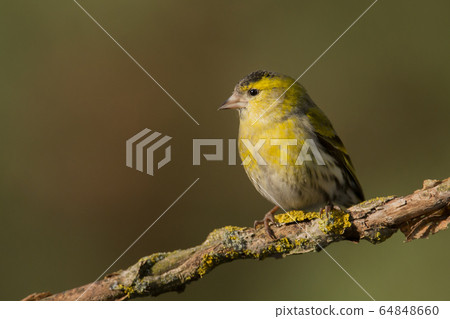 Siskin (Carduelis spinus) 64848660