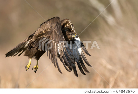 Common buzzard (Buteo buteo) 64848670