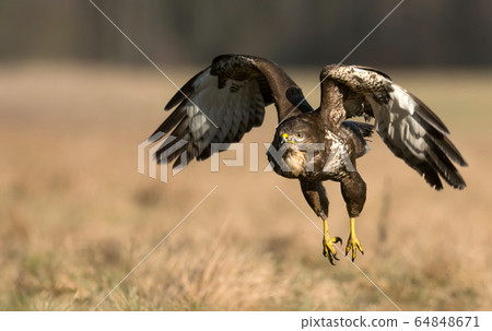 Common buzzard (Buteo buteo) Common buzzard (Buteo buteo) 64848671