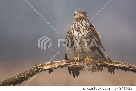 Common buzzard (Buteo buteo) 64848723