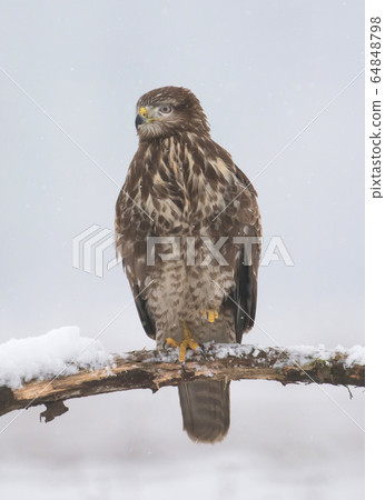Common buzzard (Buteo buteo) Common buzzard (Buteo buteo) 64848798