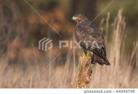 Common buzzard (Buteo buteo) 64848799