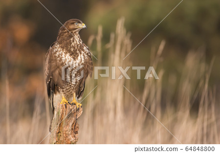 Common buzzard (Buteo buteo) Common buzzard (Buteo buteo) 64848800