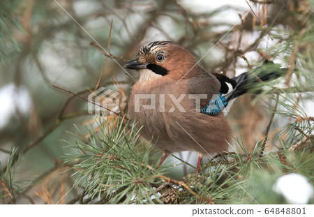 Jay bird (Garrulus glandarius) Jay bird (Garrulus glandarius) 64848801