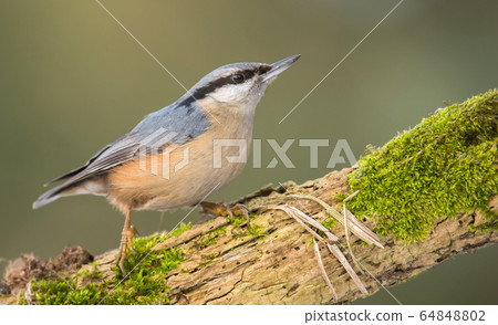 Nuthatch (Sitta europaea) Nuthatch (Sitta europaea) 64848802
