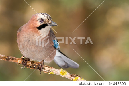 Jay bird (Garrulus glandarius) in morning sun Jay bird (Garrulus glandarius) in morning sun 64848803