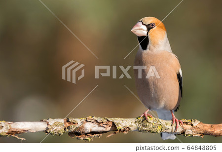 Hawfinch (Coccothraustes coccothraustes) Hawfinch (Coccothraustes coccothraustes) 64848805